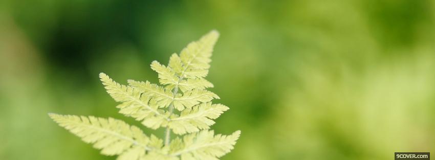Photo fern leaf nature Facebook Cover for Free