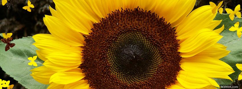 Photo big sunflower nature Facebook Cover for Free