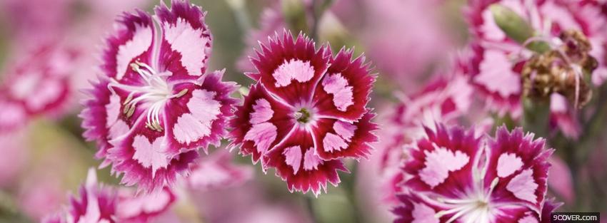 Photo dianthus barbatus flowers nature Facebook Cover for Free