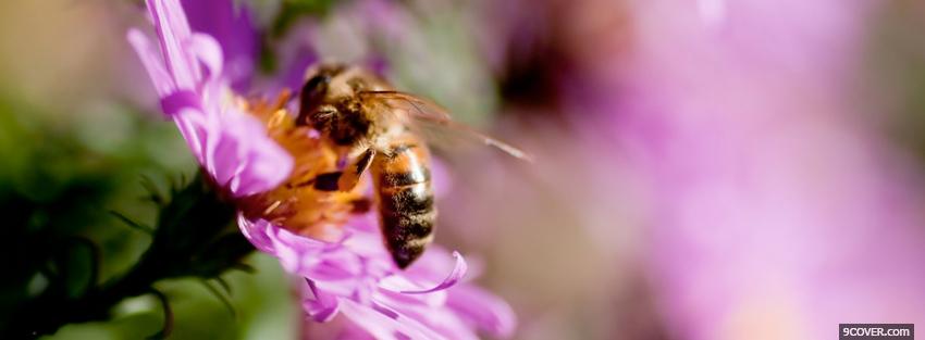 Photo bee in flower nature Facebook Cover for Free