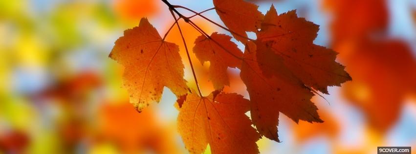 Photo little fall leaves nature Facebook Cover for Free