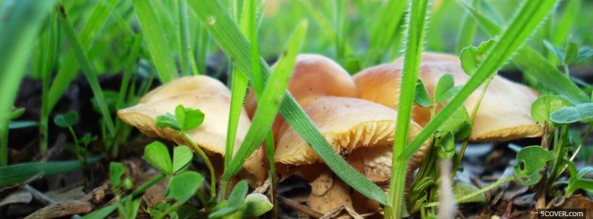 Photo mushrooms and grass nature Facebook Cover for Free