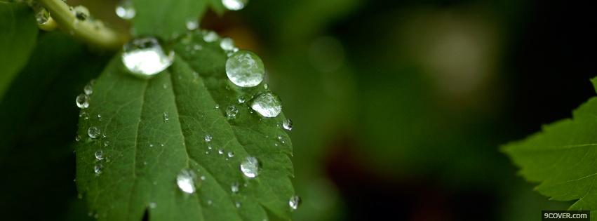 Photo leaf and rain nature Facebook Cover for Free