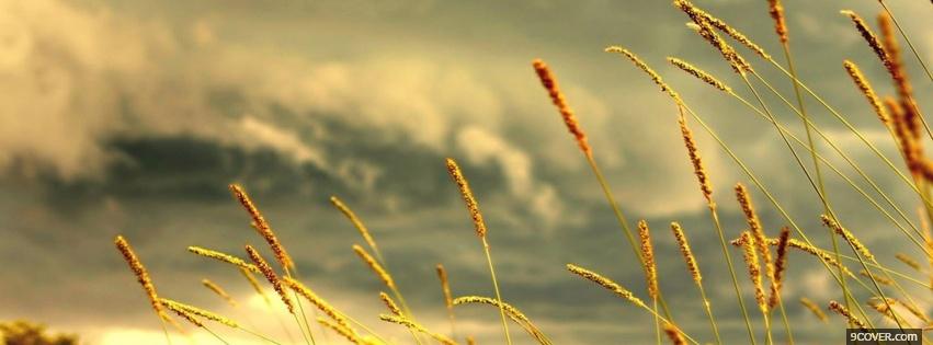 Photo gloomy sky wheat nature Facebook Cover for Free