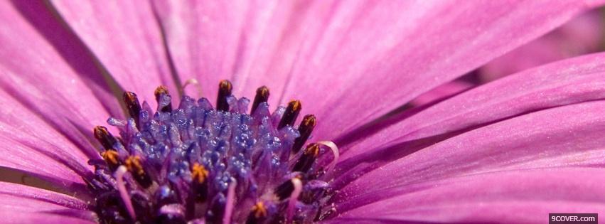 Photo close up purple flower Facebook Cover for Free