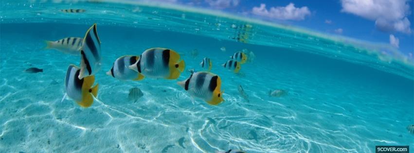 Photo fishes and clear water nature Facebook Cover for Free