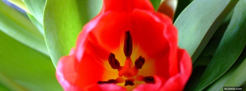 Photo inside of flower nature Facebook Cover for Free