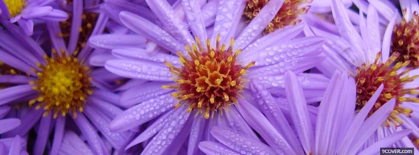 Photo light purple flowers nature Facebook Cover for Free