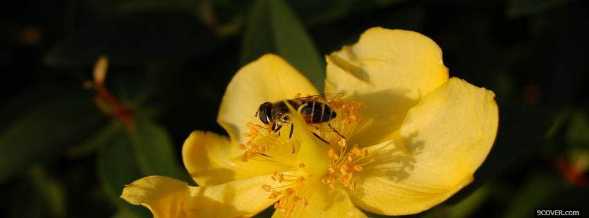 Photo bee on flower nature Facebook Cover for Free
