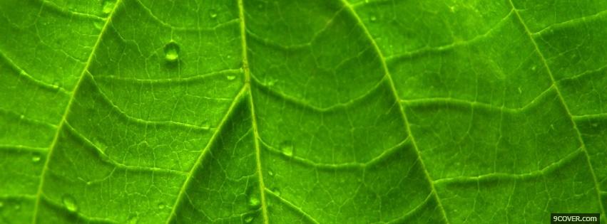 Photo leaf close up nature Facebook Cover for Free