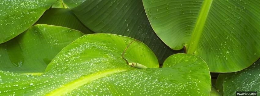 Photo banana leafs nature Facebook Cover for Free