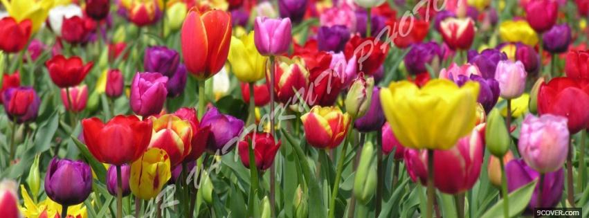 Photo colorful tulips nature Facebook Cover for Free