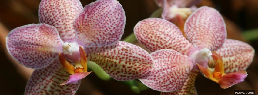 Photo phalaenopsis orchid nature Facebook Cover for Free