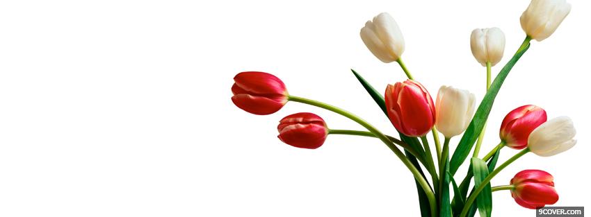 Photo red white tulips nature Facebook Cover for Free