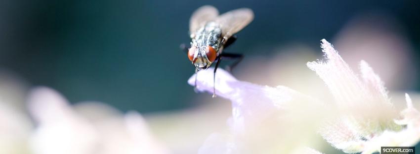 Photo fly and flower nature Facebook Cover for Free