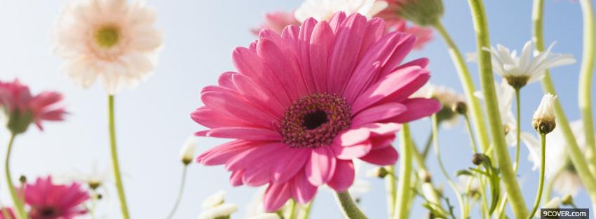 Photo garden flowers nature Facebook Cover for Free