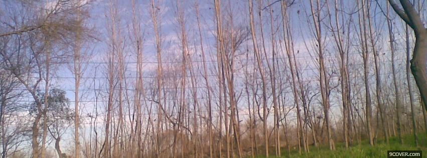 Photo long tree trunks nature Facebook Cover for Free