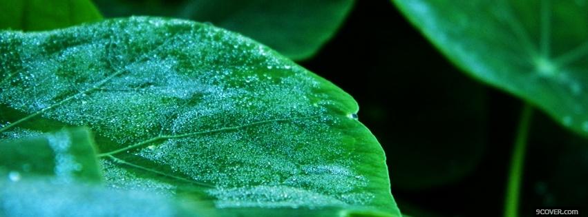 Photo wet green leaves nature Facebook Cover for Free