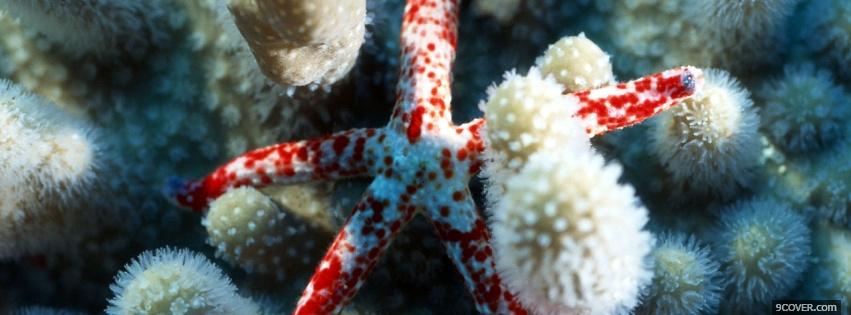Photo starfish nature Facebook Cover for Free