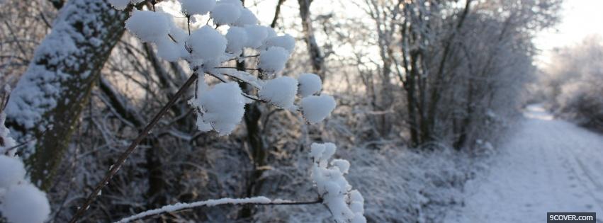 Photo frozen forest nature Facebook Cover for Free