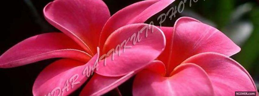 Photo gorgeous pink flowers Facebook Cover for Free