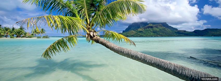 Photo horizontal palm tree nature Facebook Cover for Free