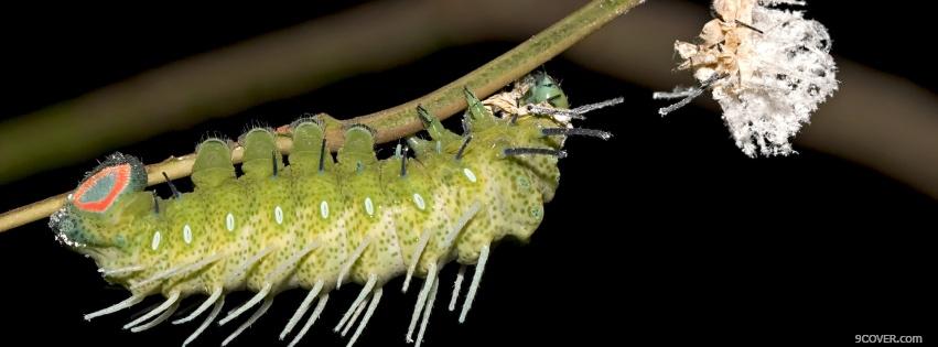 Photo caterpillar nature Facebook Cover for Free