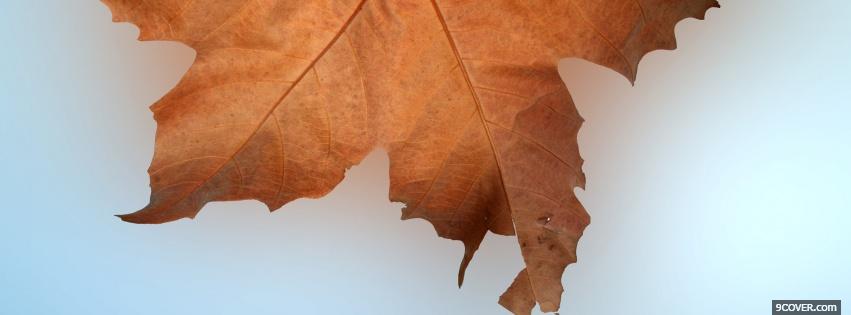 Photo dried brown leaf nature Facebook Cover for Free