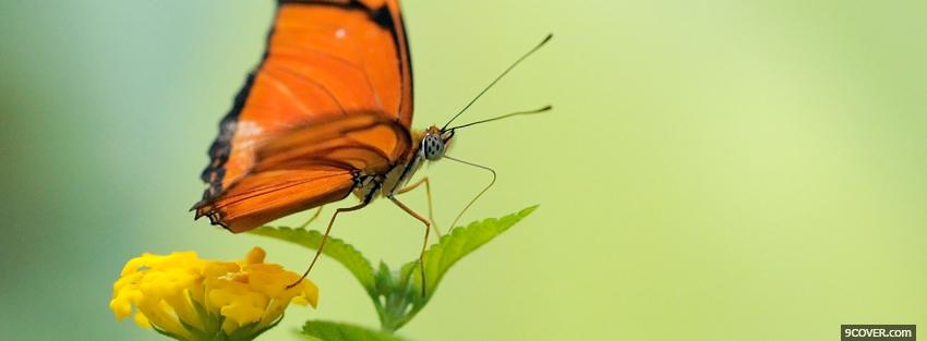 Photo red butterfly nature Facebook Cover for Free