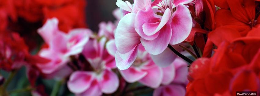 Photo pink red flowers nature Facebook Cover for Free