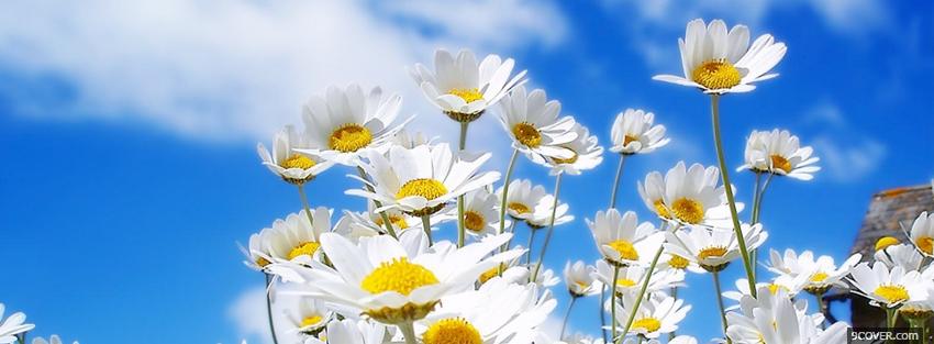 Photo group of daisies nature Facebook Cover for Free