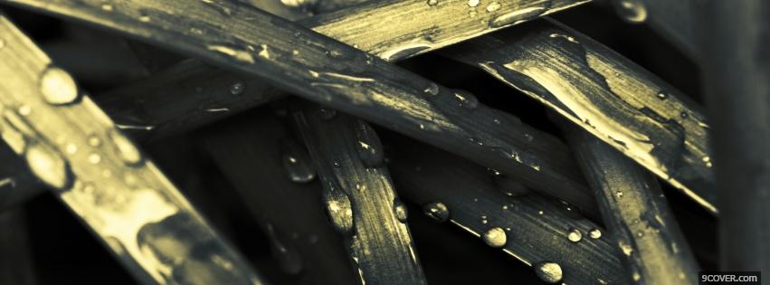 Photo wet grass nature Facebook Cover for Free