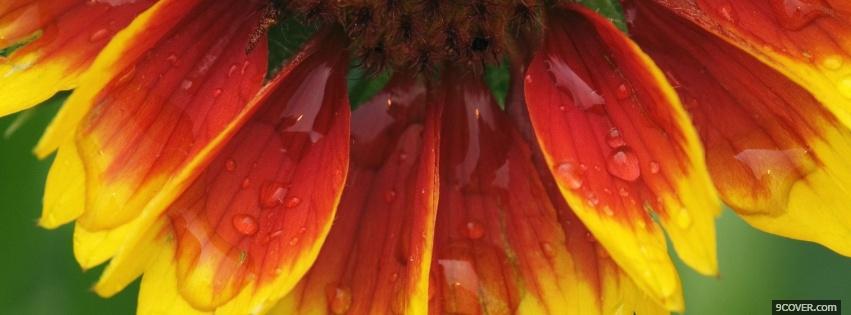 Photo blanket flower nature Facebook Cover for Free