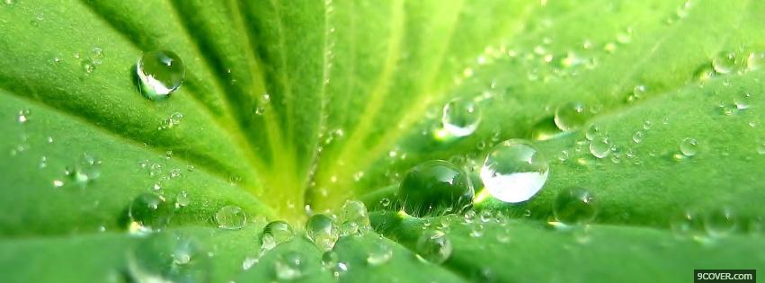 Photo rain drops green nature Facebook Cover for Free