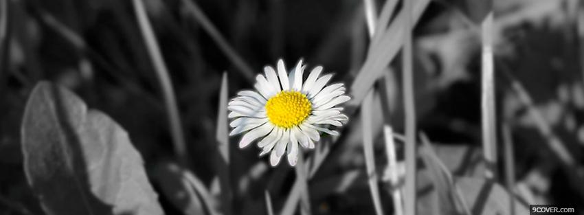 Photo black and white daisy Facebook Cover for Free