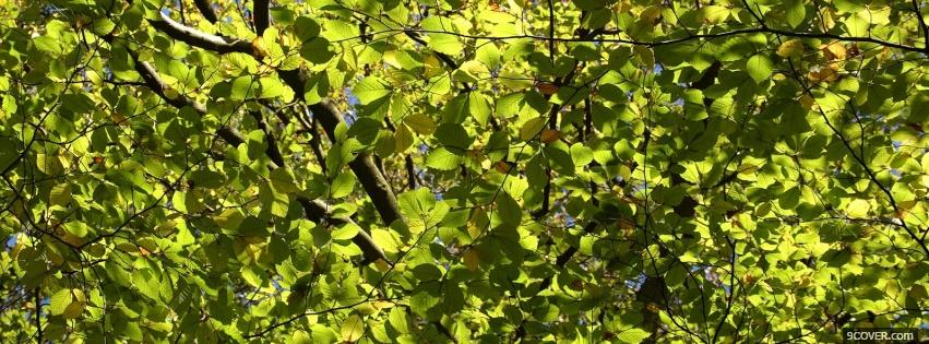 Photo green leaves nature Facebook Cover for Free