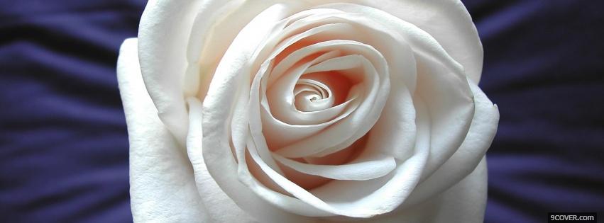 Photo white rose nature Facebook Cover for Free