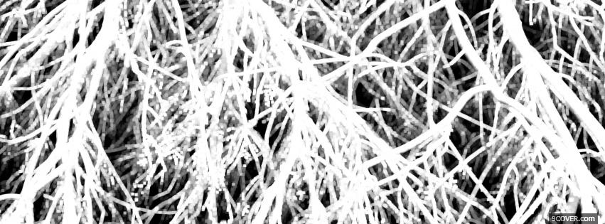 Photo frozen braches Facebook Cover for Free