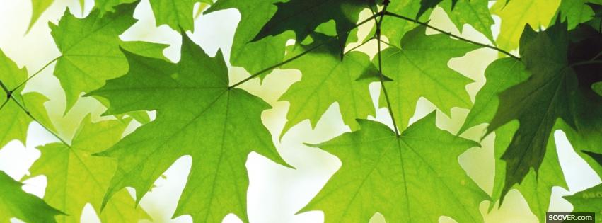 Photo green summer leaves nature Facebook Cover for Free
