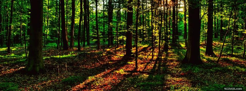 Photo light and forest nature Facebook Cover for Free