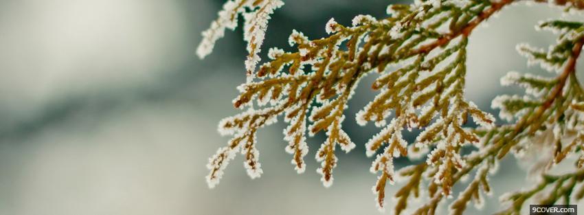 Photo close up branch nature Facebook Cover for Free