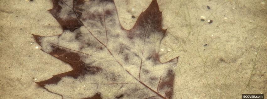 Photo dried leaf and sand Facebook Cover for Free