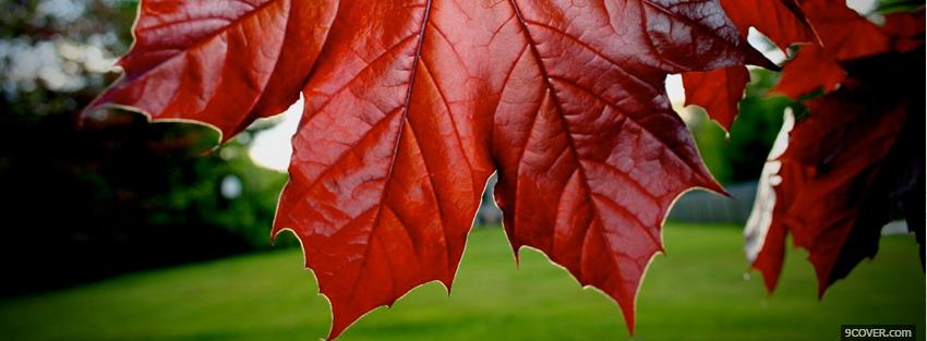 Photo red leafs nature Facebook Cover for Free