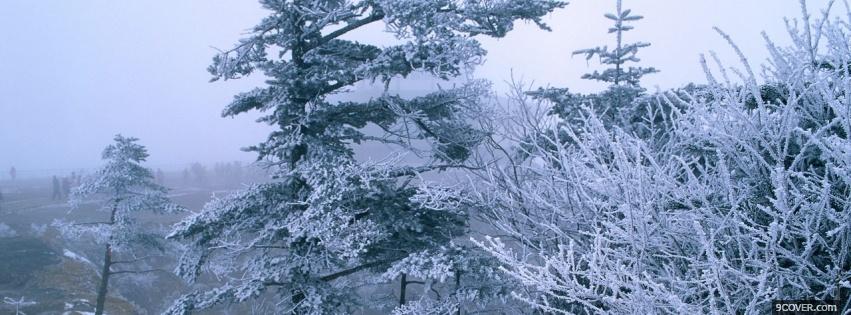 Photo frozen trees nature Facebook Cover for Free