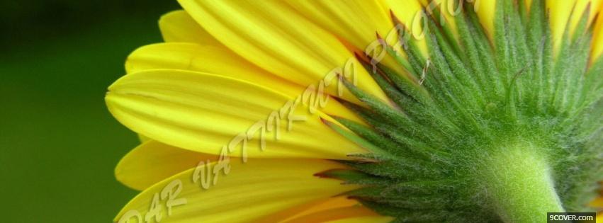 Photo stem flower nature Facebook Cover for Free