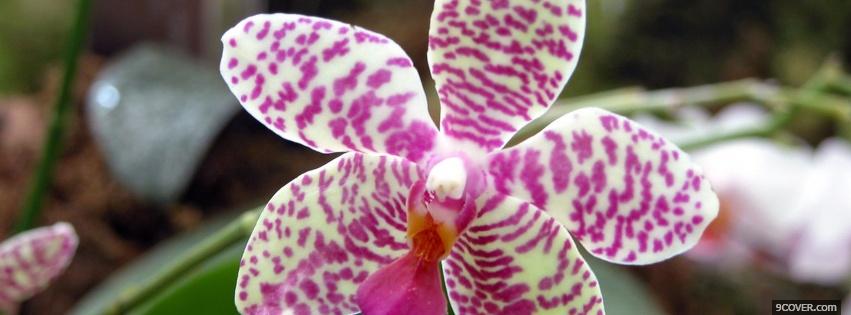 Photo different orchid flower nature Facebook Cover for Free