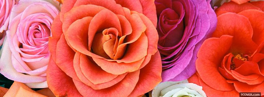 Photo different roses nature Facebook Cover for Free