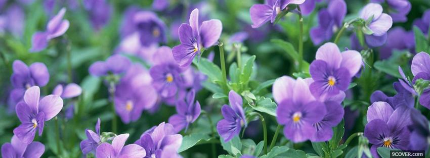 Photo pansies garden nature Facebook Cover for Free