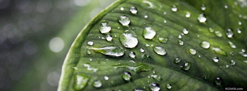 Photo wet leaf nature Facebook Cover for Free