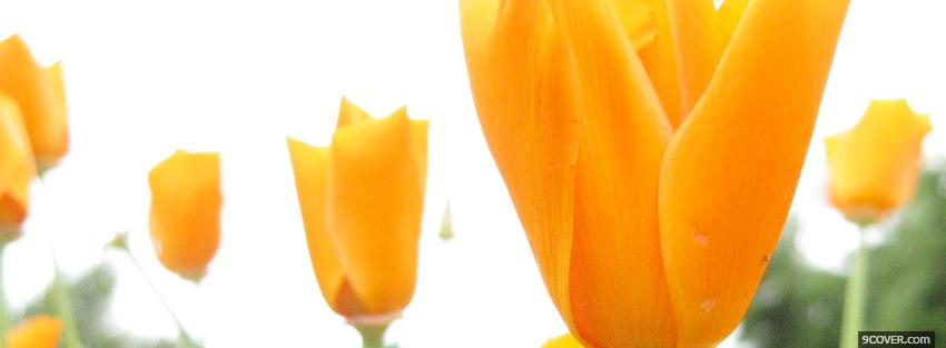 Photo creative flower nature Facebook Cover for Free